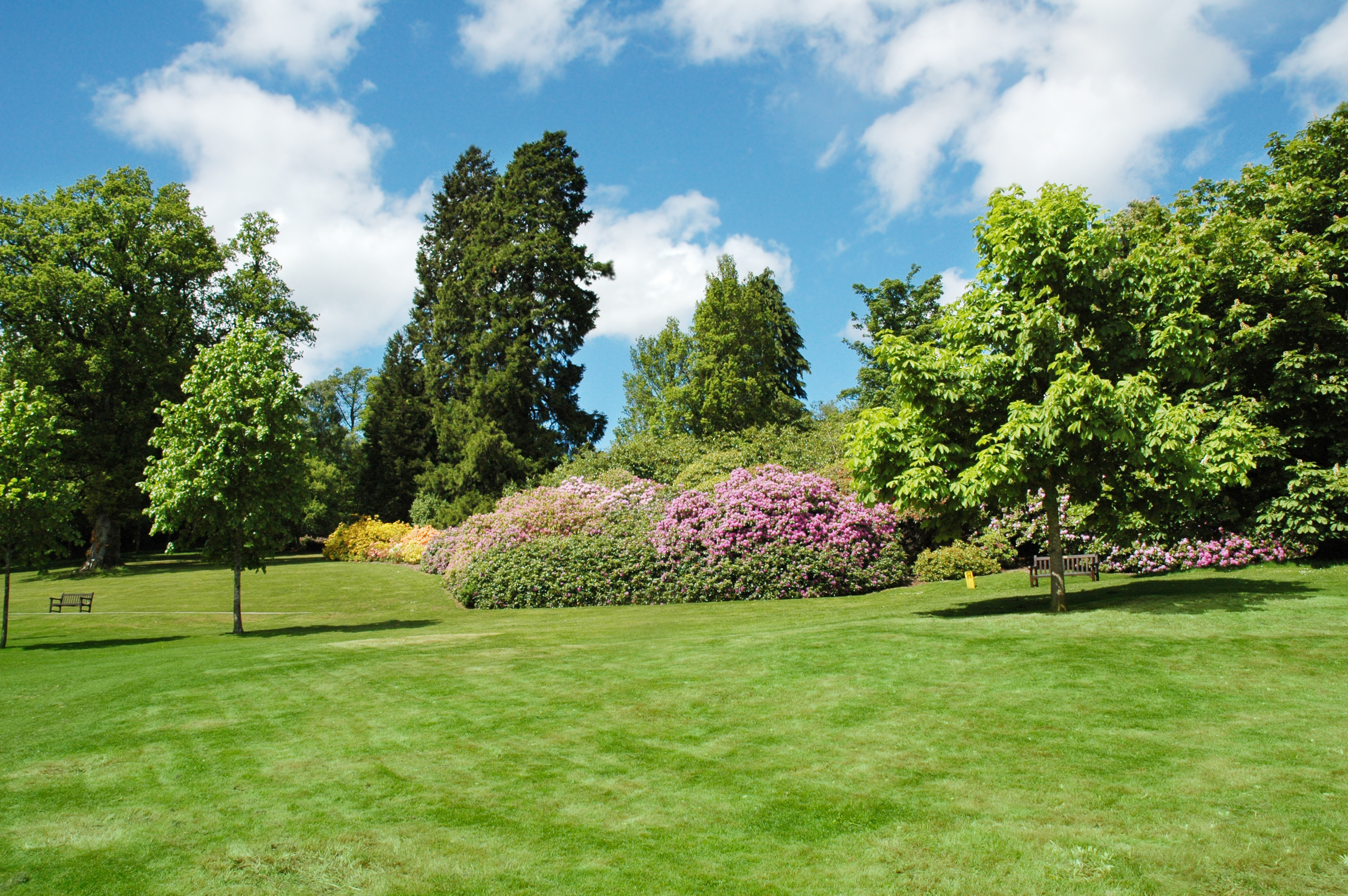 Trees and lawn on a bright summer day