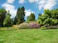 Trees and lawn on a bright summer day